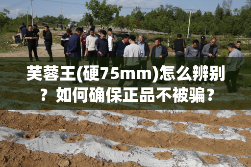 芙蓉王(硬75mm)怎么辨别？如何确保正品不被骗？